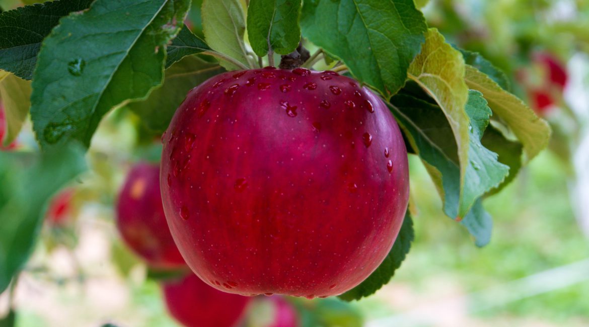 Apple